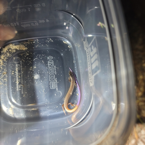 Mole Skink
