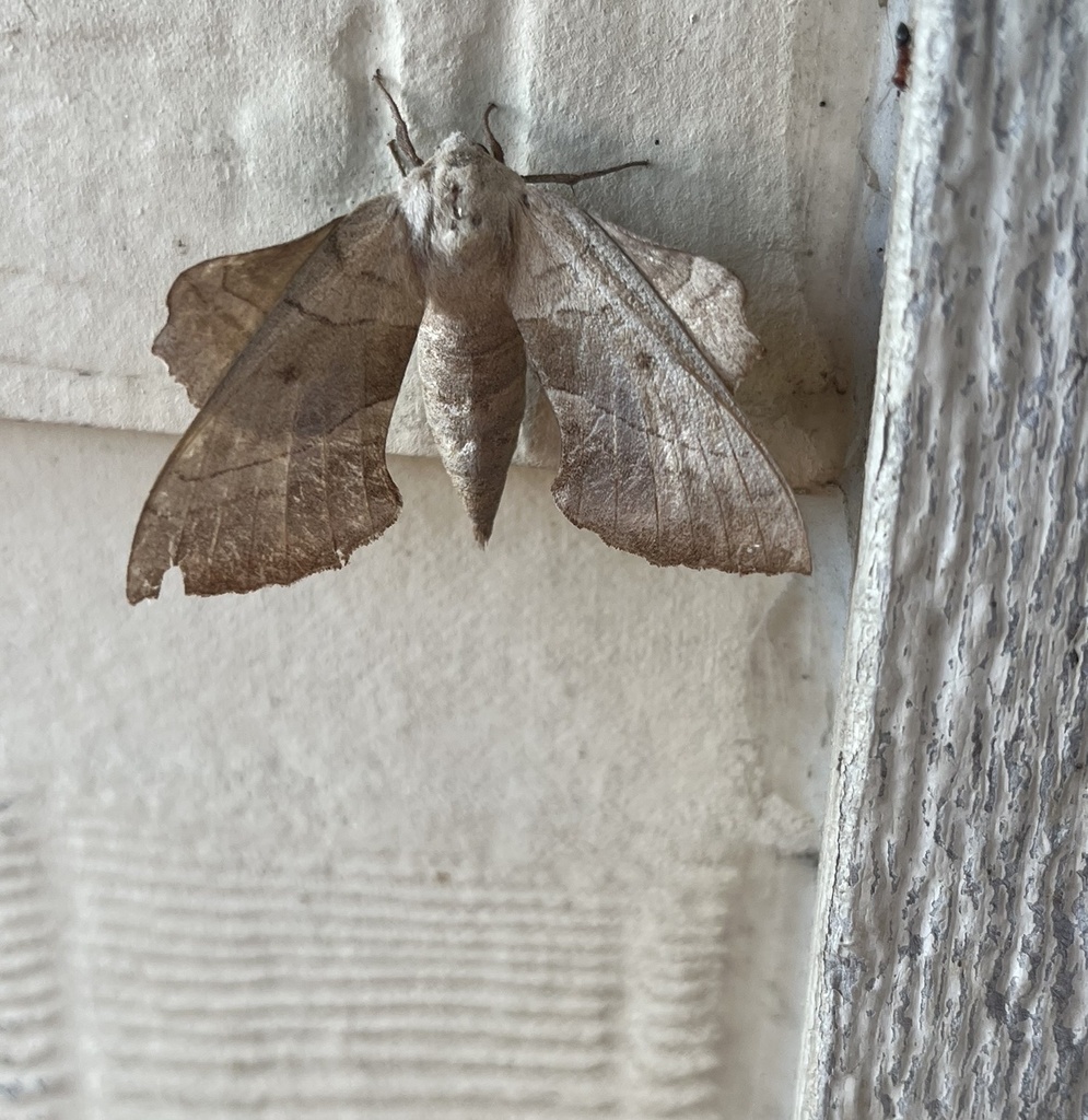 Walnut Sphinx from Southwinds Rd, Italy, TX, US on May 31, 2023 at 05: ...