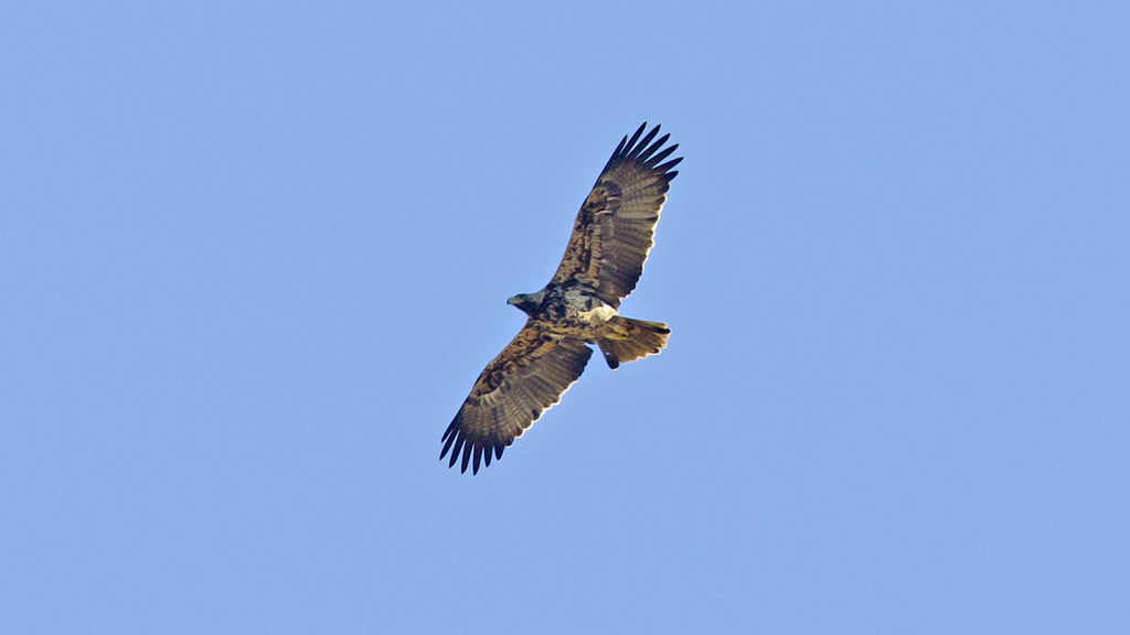Foto de Spanish Imperial Eagle