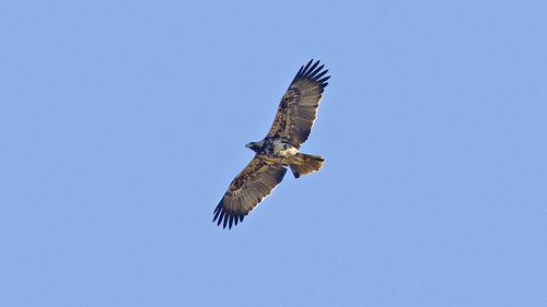 Spanish Eagle