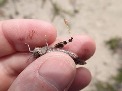 Trimerotropis huroniana