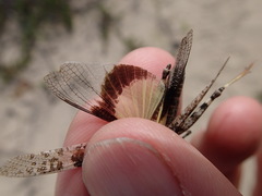 Trimerotropis huroniana