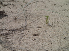 Trimerotropis huroniana