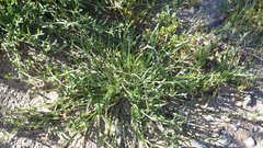 Pectocarya platycarpa