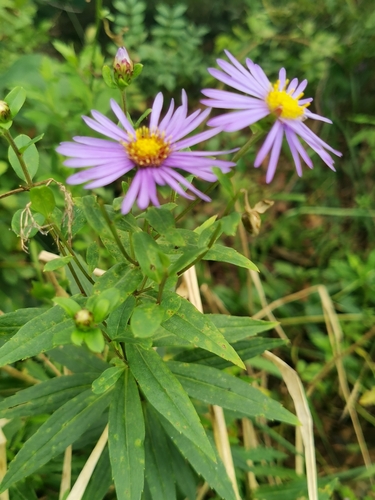 Image of Aster maackii by (c) Elena_Sherehora, some rights reserved (CC BY)