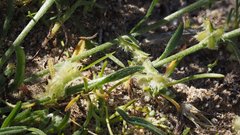 Pectocarya platycarpa