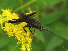 Exetastes suaveolens