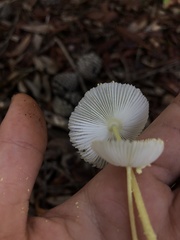 Leucocoprinus fragilissimus image