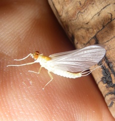 Ephemerellidae