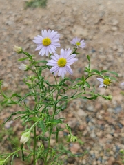 Aster lautureanus