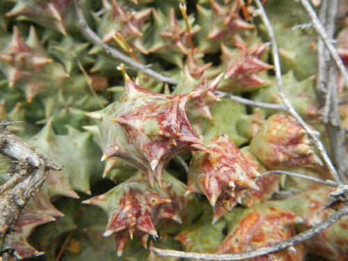 Orbea namaquensis 2