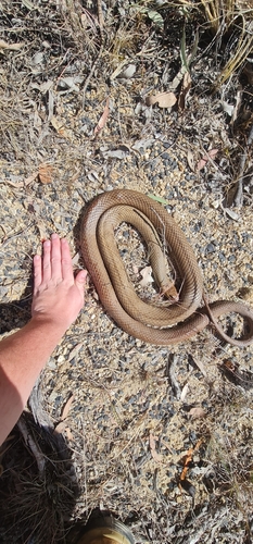 Eastern Brown Snake sighting
