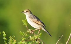 Winding Cisticola photo 4