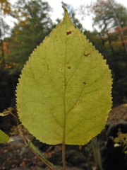 Hydrangea cinerea