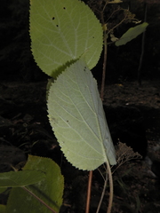 Hydrangea cinerea