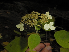 Hydrangea cinerea