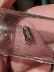 Acleris cristana
