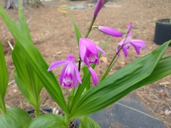 Bletilla striata