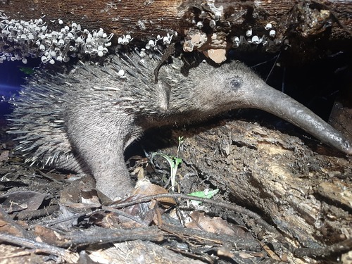 Western Long-beaked Echidna