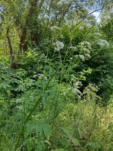Ljekoviti odoljen (Valeriana officinalis)