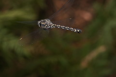 Austroaeschna multipunctata