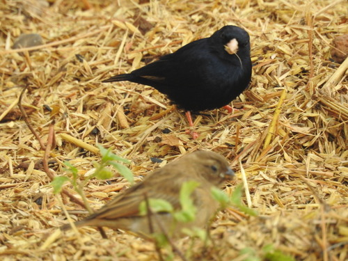 Village Indigobird