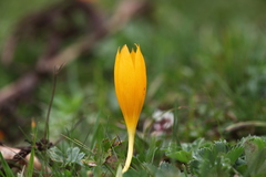 Crocus scharojanii