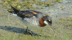 Red-Necked Phalarope photo 5