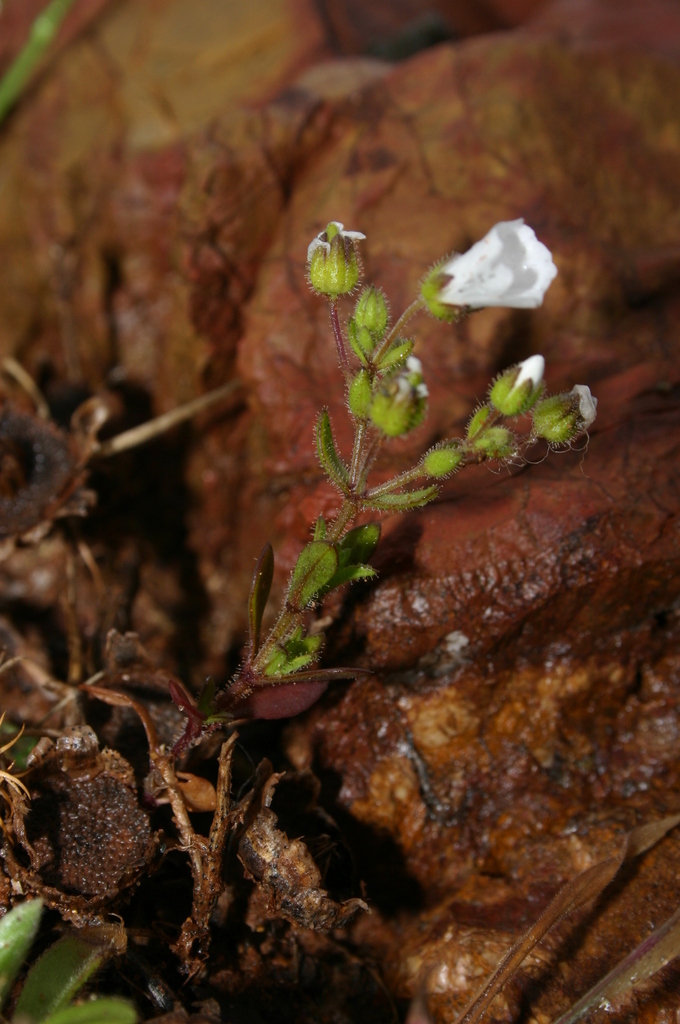 Arenaria cerastioides