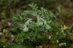 Image of Anthemis chrysantha