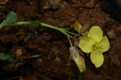 Brassica spinescens image