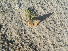 Vanessa cardui