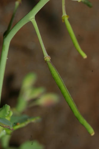 Brassica spinescens image