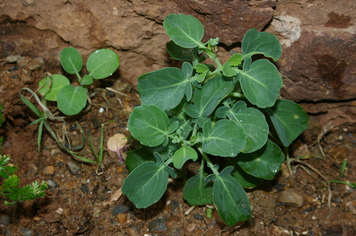 Brassica spinescens image