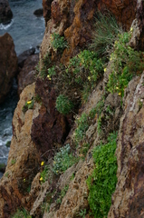 Brassica spinescens image