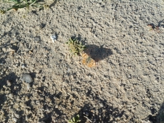 Vanessa cardui