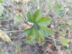Coccinella septempunctata
