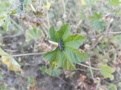 Coccinella septempunctata