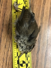 Thryomanes bewickii