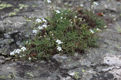 Cherleria circassica