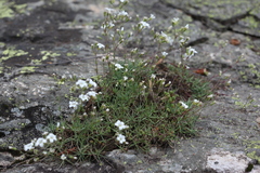 Cherleria circassica