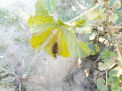 Coccinella septempunctata