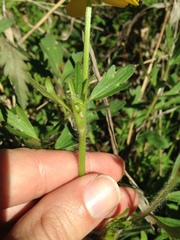 Ranunculus macranthus