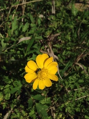 Ranunculus macranthus