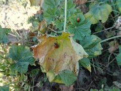 Coccinella septempunctata