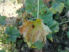Coccinella septempunctata