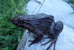 Leptodactylus colombiensis