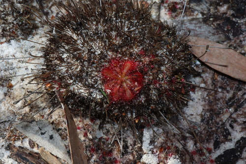 Drosera spatulata