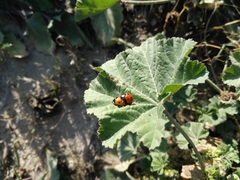 Coccinella septempunctata