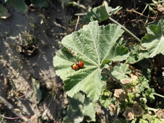 Coccinella septempunctata